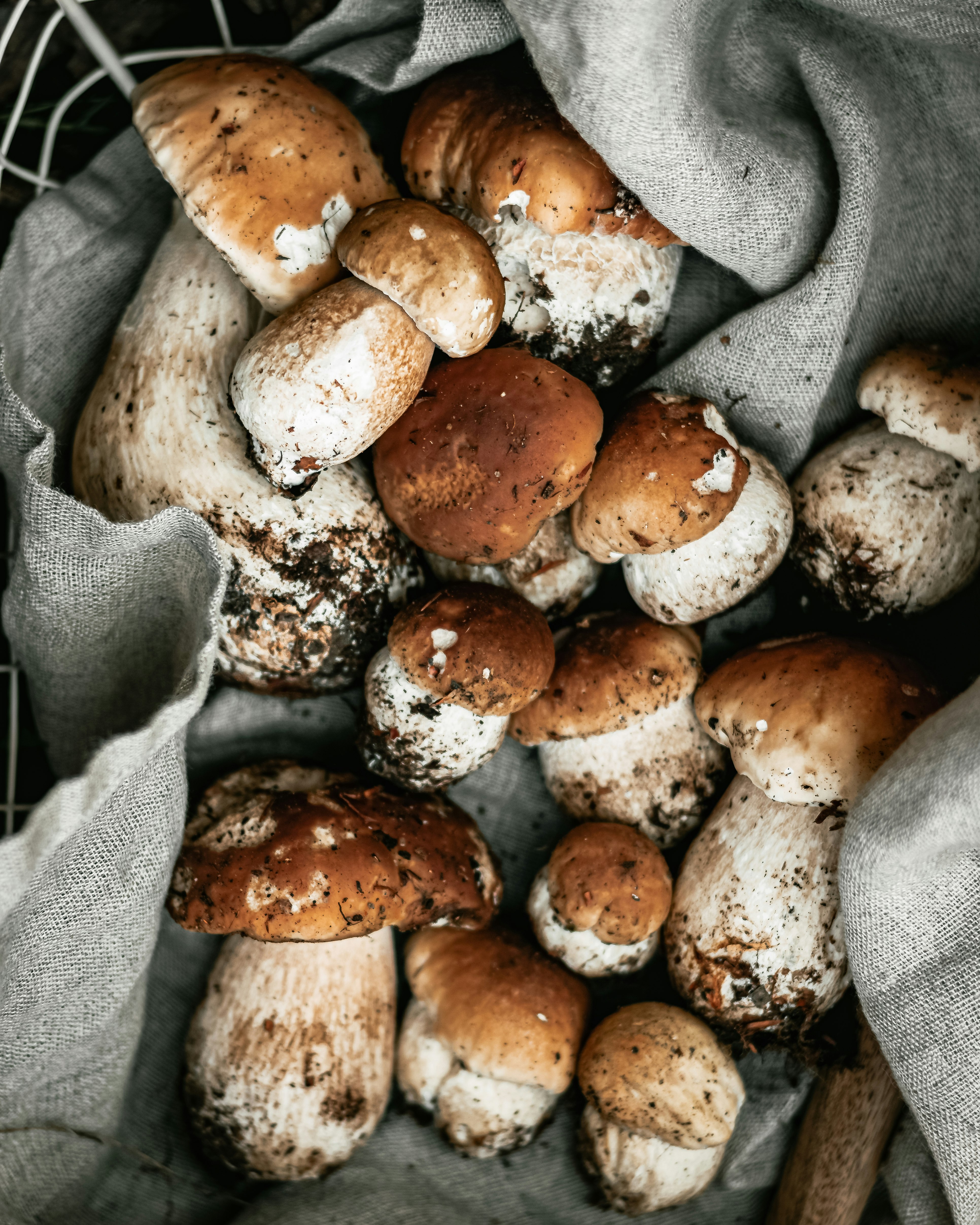 brown and white mushrooms on gray tree branch